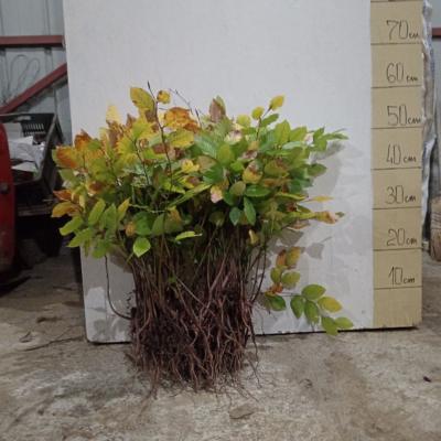 Sadnice bukve – za pošumljavanje